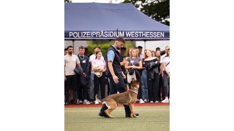 Diensthundevorführung des Polizeipräsidium Westhessen während der Veranstaltung Meet & Greet